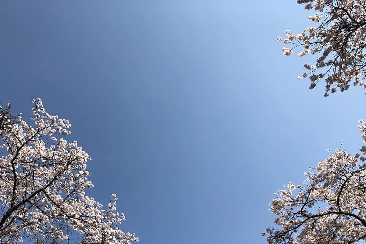 新版 草木染 四季の自然を染める | 山崎 和樹 |本 | 通販 | Amazon